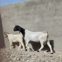 ۸راس بز وبزغاله درجه یک