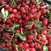 آلبالو تازه، درشت