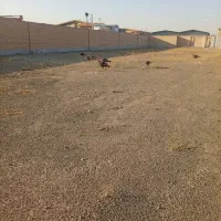 نمچه بوقلمون نژاد برزین
