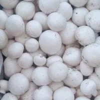 قارچ درجه یک عمده کیلویی ۱۸۰