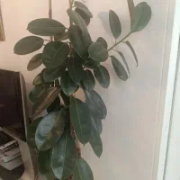 درختچه سه شاخ فیکوس