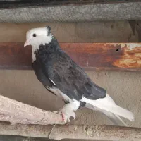 پرنده