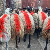 30 راس میش جوان آبستن فروشی مدت چکی میدم