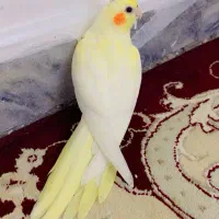 عروس هلندی زعفرونب نر