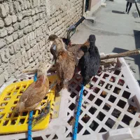 جوجه محلی