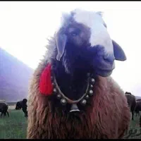 چرا گاه افشار مغان شال سنگسر وپروار سنقر