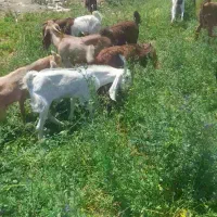 بز پاکستانی