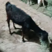 بز جوان