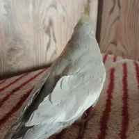 عروس هلندی