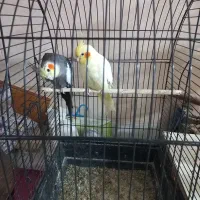 عروس هلندی