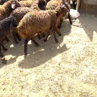 فروش بره ریز نقلی و شیر مست برای پروار