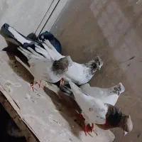 کبوتر پرشی نرو ماده