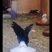 کبوتر دم سفید ۱۶ پر دم