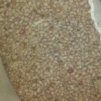 لوبیا