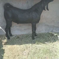 کهره چاق