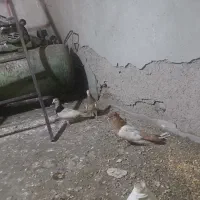 چند عدد کفتر شهرستانی