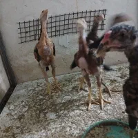 جوجه لاری