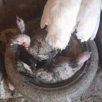 بوقلمون نر وماده  وتخم نطفه دار و کرچ