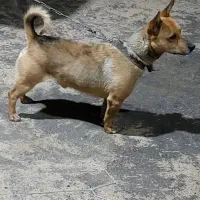 پاکوتا