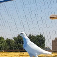 کفتر