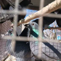 دمگیر غلاق فیروزه خرقه شویدی