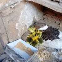 غاز محلی|حیوانات مزرعه|قزوین, |دیوار