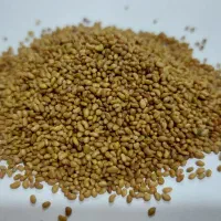 بذر یونجه ی مائوپا