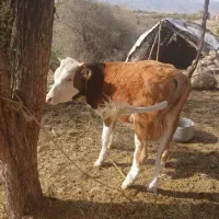 گاو گوساله