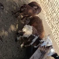چهار تا بره افشاری خوشکل نر واسه پروار