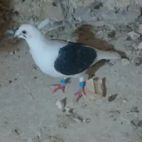 پوشت گراف ماده