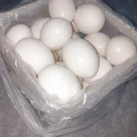 تخم کبوتر کفتر