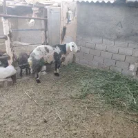 قوچ فروشی
