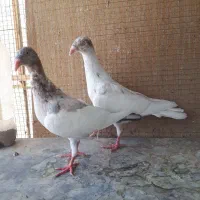 کبوتر دنش زیبا