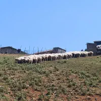 دامداری فروشی