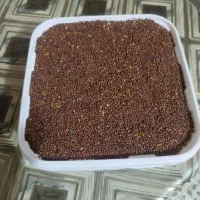 تخم شلغم مرک