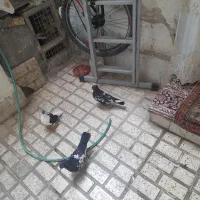 کفتر سینه سیاه  وساده سیاه
