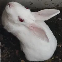 خرگوش سفید چشم شرابی