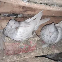 کله الماسی
