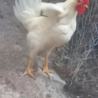 خروس برای قربانی کردن