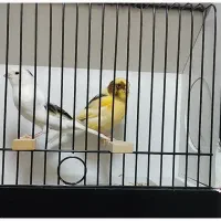 قناری رنگی،سهره نر و ماده،قفس قناری و طوطی