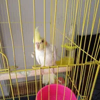 عروس هلندی با قفس