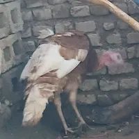 بوقلمون محلی