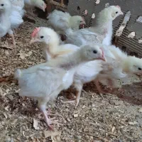 جوجه گوشتی