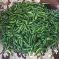 فروش خیار