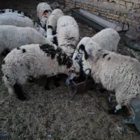 بره نر