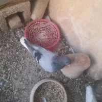 خوشرنگ قهویی بدرنگ خوشرنگ خال