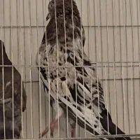 کبوتر نر و ماده سرور