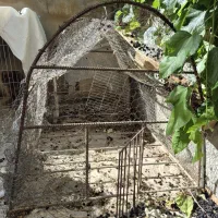 فروش قفس