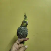 عروس هلندی نیم رام  ماده و مست
