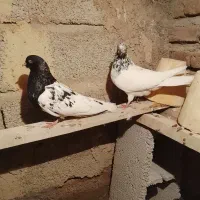 یک جفت کله ای